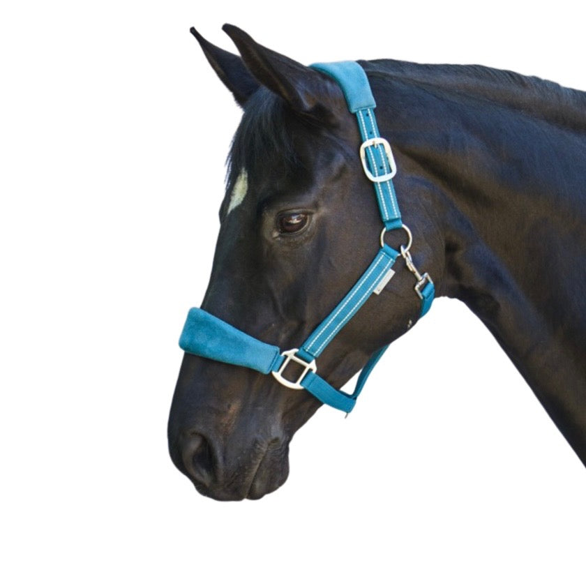 Waldhausen Halter Alcantara Teal on black horse